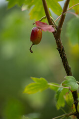 Golden currant ribes aureum bush with berries groving in the garden. Beautiful summer scenery of Latvia, Northern Europe.
