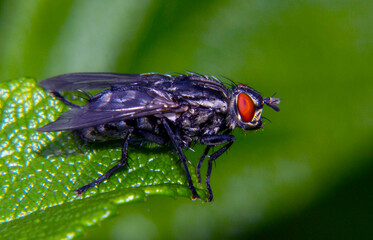 a common fly dozdrofila  sits on a green leaf and prepares for takeoff. taken in summer, close-up,...