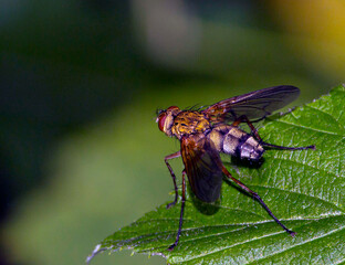 a common fly dozdrofila  sits on a green leaf and prepares for takeoff. taken in summer, close-up, on a light background in a natural habitat