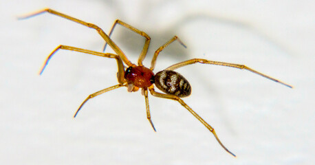 a domestic spider, taken in close-up, on a light background in a natural habitat