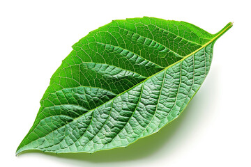 Obraz premium Green leaf isolated on white background