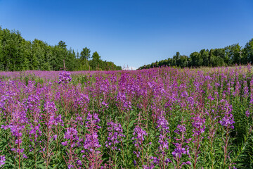  Chamaenerion angustifolium is a perennial herbaceous flowering plant in the willowherb family Onagraceae. fireweed, rosebay willowherb. Parks Hwy, Willow, Alaska. Denali is the highest mountain peak 
