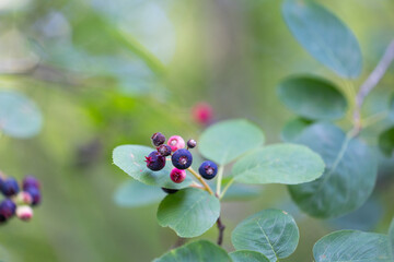 Beautiful saskatoon berries in the forest. Dwarf serviceberry, shadbush, juneberry. Beautiful summer scenery of Latvia, Northern Europe.