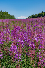  Chamaenerion angustifolium is a perennial herbaceous flowering plant in the willowherb family Onagraceae. fireweed, rosebay willowherb. Parks Hwy, Willow, Alaska. Denali is the highest mountain peak 