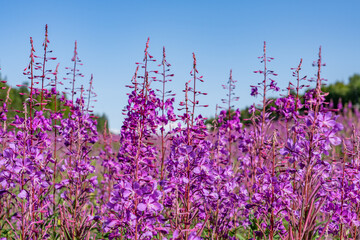  Chamaenerion angustifolium is a perennial herbaceous flowering plant in the willowherb family...