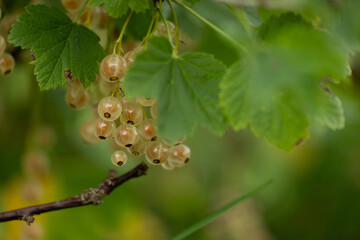 Whitecurrant berries growing in a bush in the garden. Beautiful summer scenery of Latvia, Northern Europe.