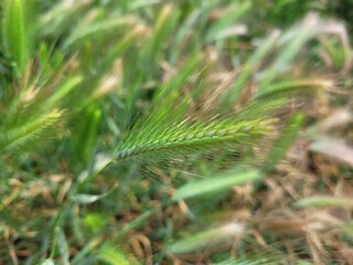 Hordeum vulgare. Cereal in the nature. Dew on grass