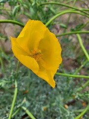 Eschscholzia californica flower in the nature. Yellow flower in the garden