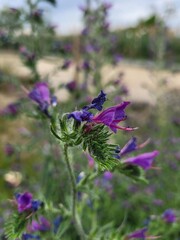 Echium vulgare flower. Purple flower in the nature