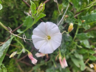 Calystegia sepium flower. Pink and white flower. Nature