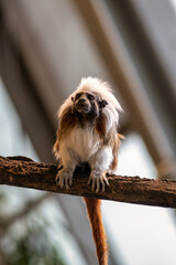 iszt Monkey (Saguinus oedipus) Perched on Branch, Viewed from Below, Looking Left in Natural Habitat