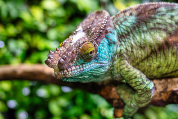 Close-Up of Parson's Chameleon (Calumma parsonii) with Vibrant Colors, Looking Left, Perched on a Branch, Focus on Eye