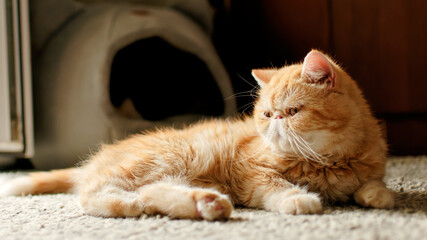 A red-haired exotic cat is lying on the floor in the room 3
