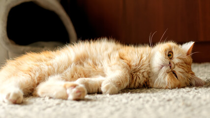 A red-haired exotic cat is lying on the floor in the room.