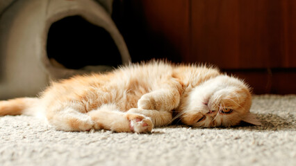 A red-haired exotic cat is lying on the floor in the room.  2