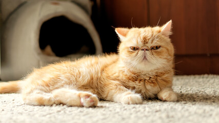 A red-haired exotic cat is lying on the floor in the room. 1