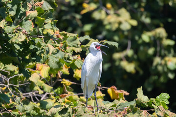 Egretta garzetta OASI NATURALISTICA MANZOLINO