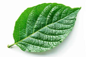 Obraz premium Green leaf isolated on white background