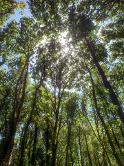 view from below of sunlight breaking through green tree crowns, summer forest landscape