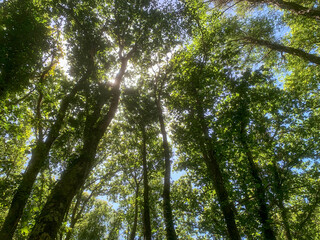 view from below of sunlight breaking through green tree crowns, summer forest landscape