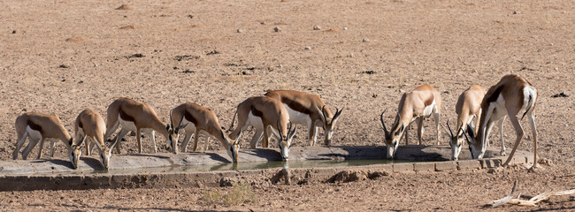 Springbok (Antidorcas marsupialis) drinking at a waterhole at Urikaruus, Kgalagadi Reserve, South Africa