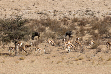 Wildebeest and springbok grazing on a Kalahari dune in Kgalgadi Reserve, South Africa