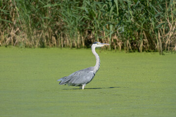 AIRONE CENERINO ALL'OASI NATURALISTICA DI MANZOLINO