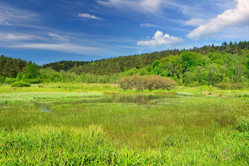 Green wet field of grass and perfect sky