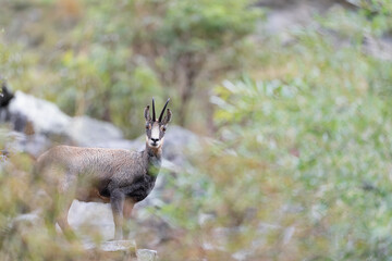 Fine art portrait of Alpine chamois in the autumn season (Rupicapra rupicapra)