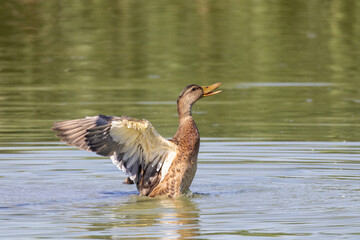 GERMANO REALE FEMMINA OASI NATURALISTICA