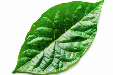Obraz premium Green leaf isolated on white background