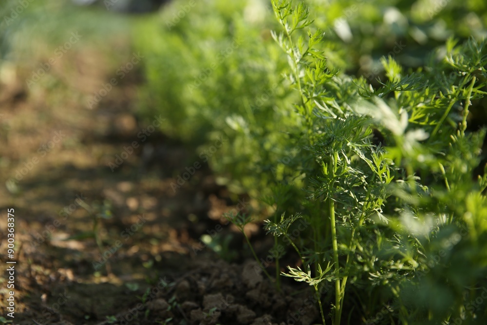 Poster Carrot plants with green leaves growing in field, closeup. Space for text