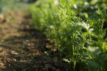 Carrot plants with green leaves growing in field, closeup. Space for text
