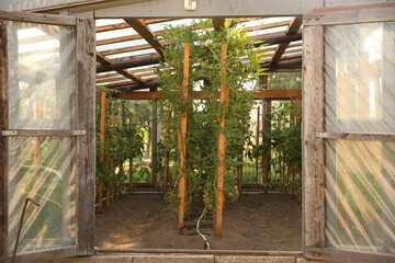 Many tomato plants growing in greenhouse. Vegetable garden