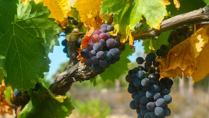 beautiful large ripe bunches of grapes, French winemaking, Europe, harvest, grapes close-up, bright, tasty, rich, agriculture, fruit, bio, farming