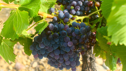 beautiful large ripe bunches of grapes, French winemaking, Europe, harvest, grapes close-up, bright, tasty, rich, agriculture, fruit, bio, farming