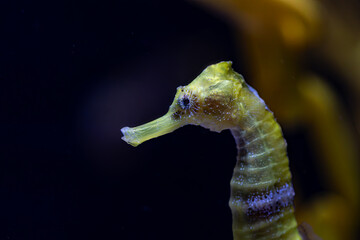 A yellow seahorse with white and dark spots, posed against a dark background. Its body is curved in the typical S-shape, with prominent eyes looking forward. © saad