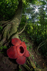 Rafflesia flower blossom in the forest