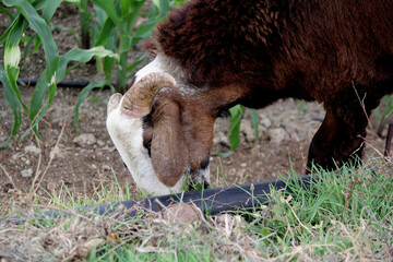 close up shot of goats on road beside farm land