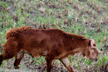 Fototapeta premium close up shot of goats on road beside farm land