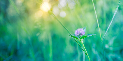 Dream fantasy soft focus sunset field landscape. Happy idyllic flowers grass meadow warm golden...