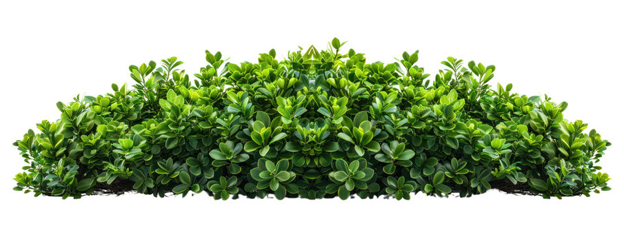 Lush green plant hedge perfect for landscape design, providing privacy and enhancing natural beauty in outdoor spaces.