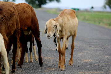 close up shot of goats on road beside farm land