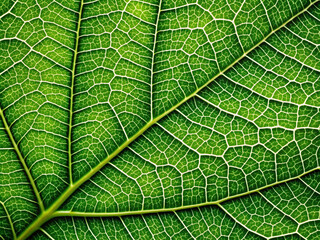 Leaves natural texture background close up detail pattern wallpaper