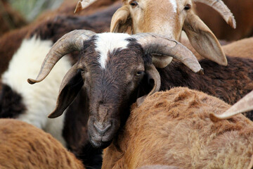 close up shot of goats on road beside farm land