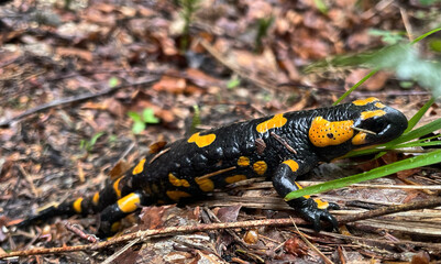 Feuersalamander auf Waldboden