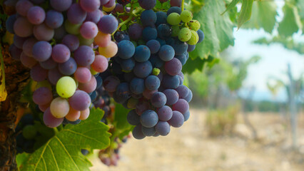 beautiful large ripening bunches of grapes, green, purple, red, French winemaking, Europe, harvest, close-up grapes, bright, tasty, rich, agriculture, fruit, bio, farming