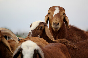 close up shot of goats on road beside farm land