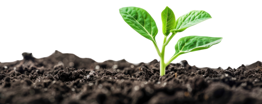 A fresh green plant emerging from rich soil, symbolizing growth, life, and renewal in nature.