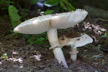 Shaggy Parasol mushroom, (Chlorophyllum rhacodes) showing the white gills, Cornwall, England, UK.